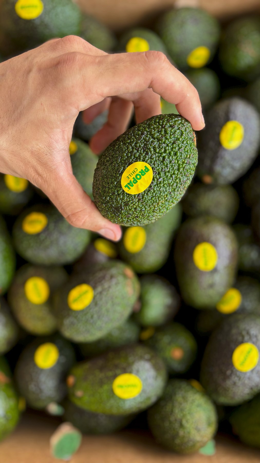 Palta